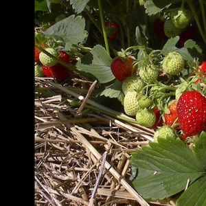 Strawberries