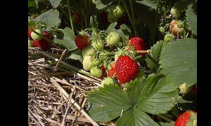 Strawberries
