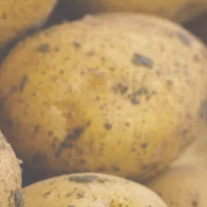 Leading Exporter of Premium Potatoes and Onions – RTL Patat