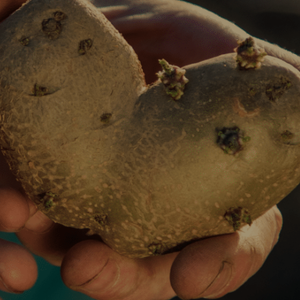Trusted Supplier of Potatoes and Onions – RTL Patat