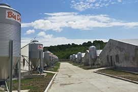 Pig farm