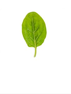 Baby Leaf