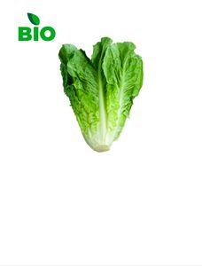 Romaine Lettuce