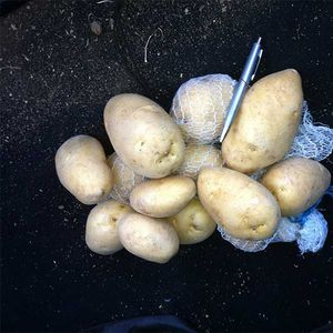 Distribution and Marketing of High-Quality Potatoes