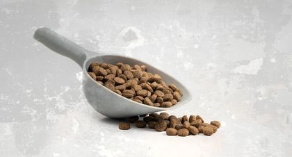 Dog and cat food