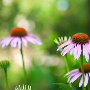 Factory Echinacea Purpurea Root Extract Powder Polyphenols 4% - Functional Ingredients