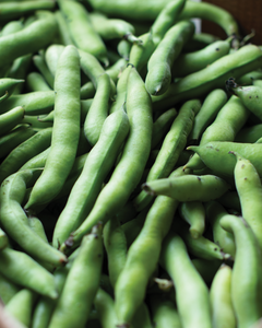 Fava Beans