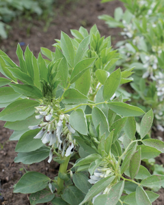 Fava Greens