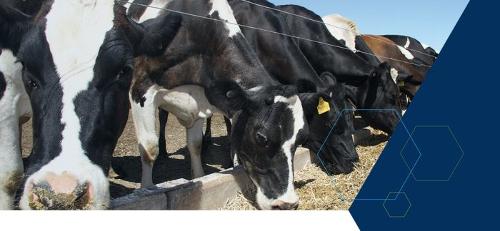 Raw Materials for the Agricultural Industry - MINERAL COMPOUNDS FOR AGRICULTURE & FEED INDUSTRY
