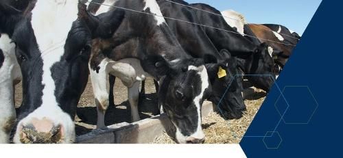 Raw Materials for the Agricultural Industry - MINERAL COMPOUNDS FOR AGRICULTURE & FEED INDUSTRY