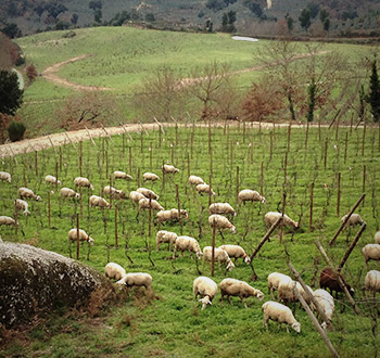 ANTÓNIO LOPES RIBEIRO WINES, LDA Biodynamic wines