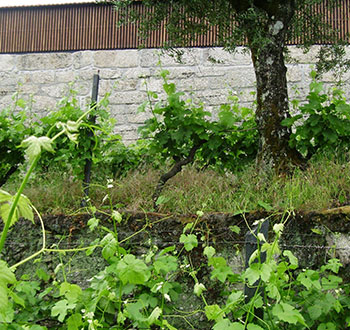 ANTÓNIO LOPES RIBEIRO WINES, LDA Red wines