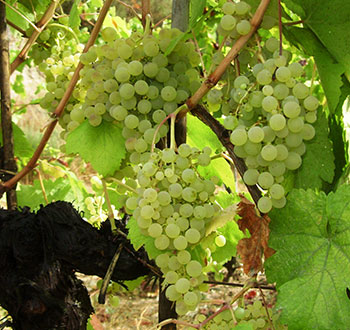 ANTÓNIO LOPES RIBEIRO WINES, LDA White wines