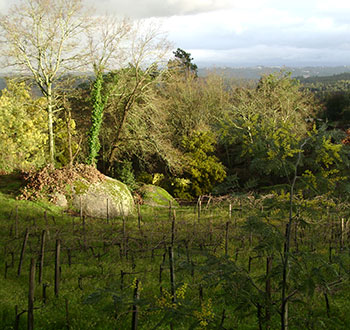 ANTÓNIO LOPES RIBEIRO WINES, LDA Biodynamic wines