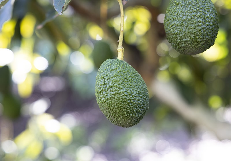 SAT N 2803 Trops avocados