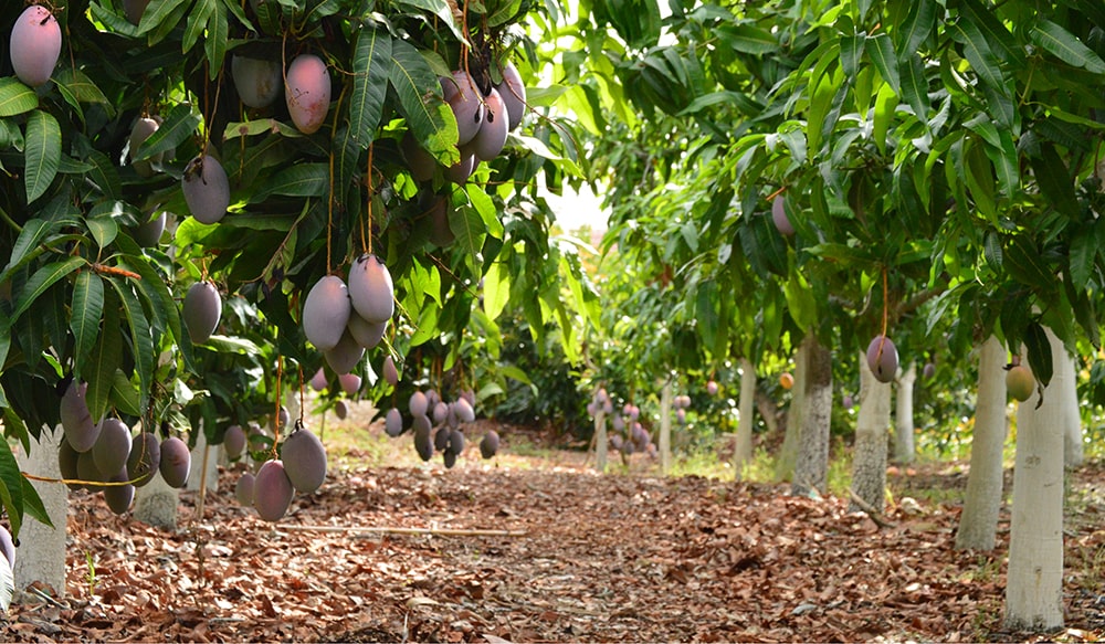 SAT N 2803 Trops mangoes