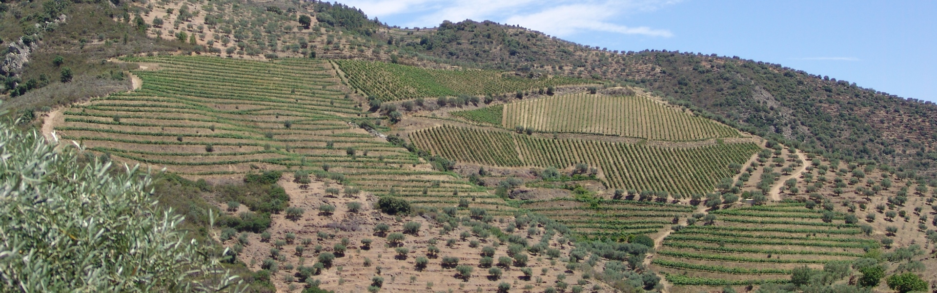 Quinta Holminhos Unipessoal, Lda. Portuguese Wine