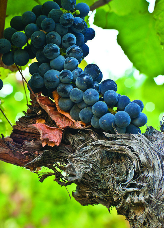 QUINTA DO PESSEGUEIRO - SOCIEDADE AGRÍCOLA E COMERCIAL, LDA Fortified wines