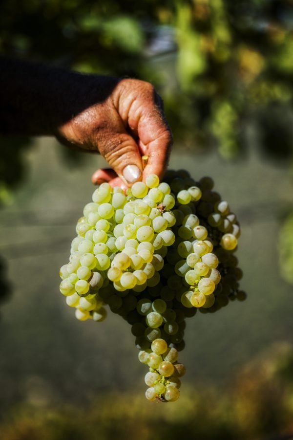 QUINTA DO PESSEGUEIRO - SOCIEDADE AGRÍCOLA E COMERCIAL, LDA Port wines