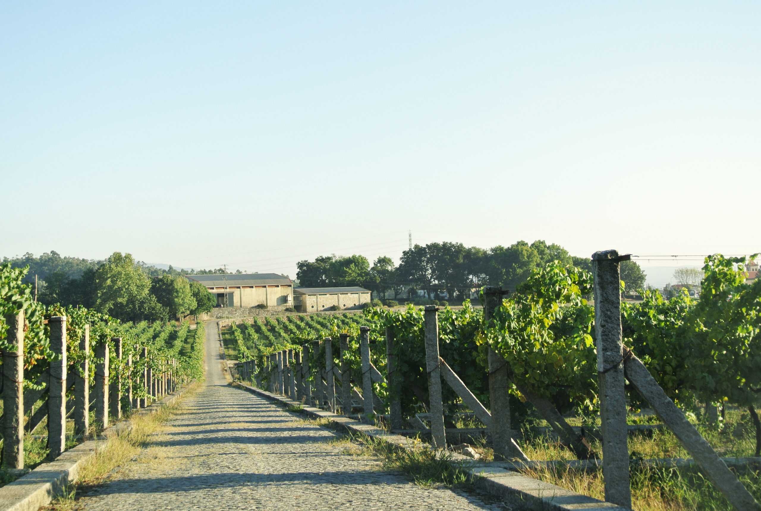 CASA AGRICOLA COMPOSTELA S.A. Vinho Verde