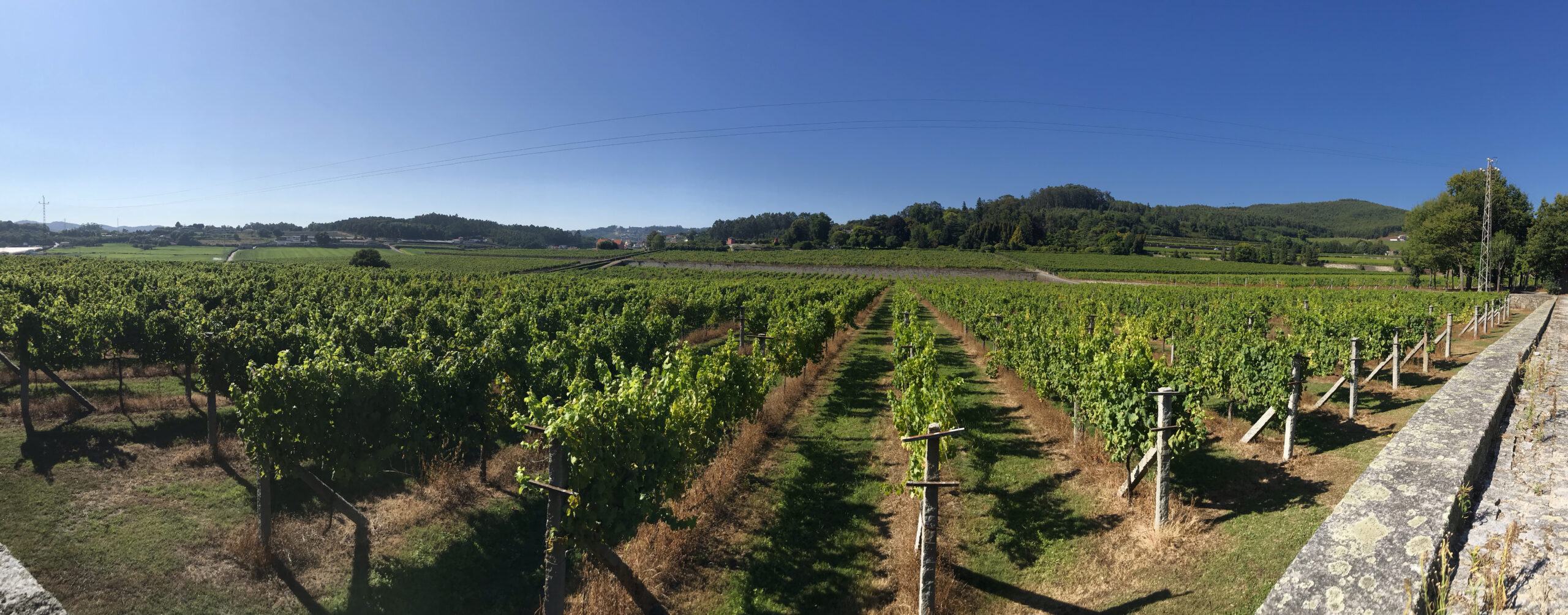 CASA AGRICOLA COMPOSTELA S.A. Alvarinho wine
