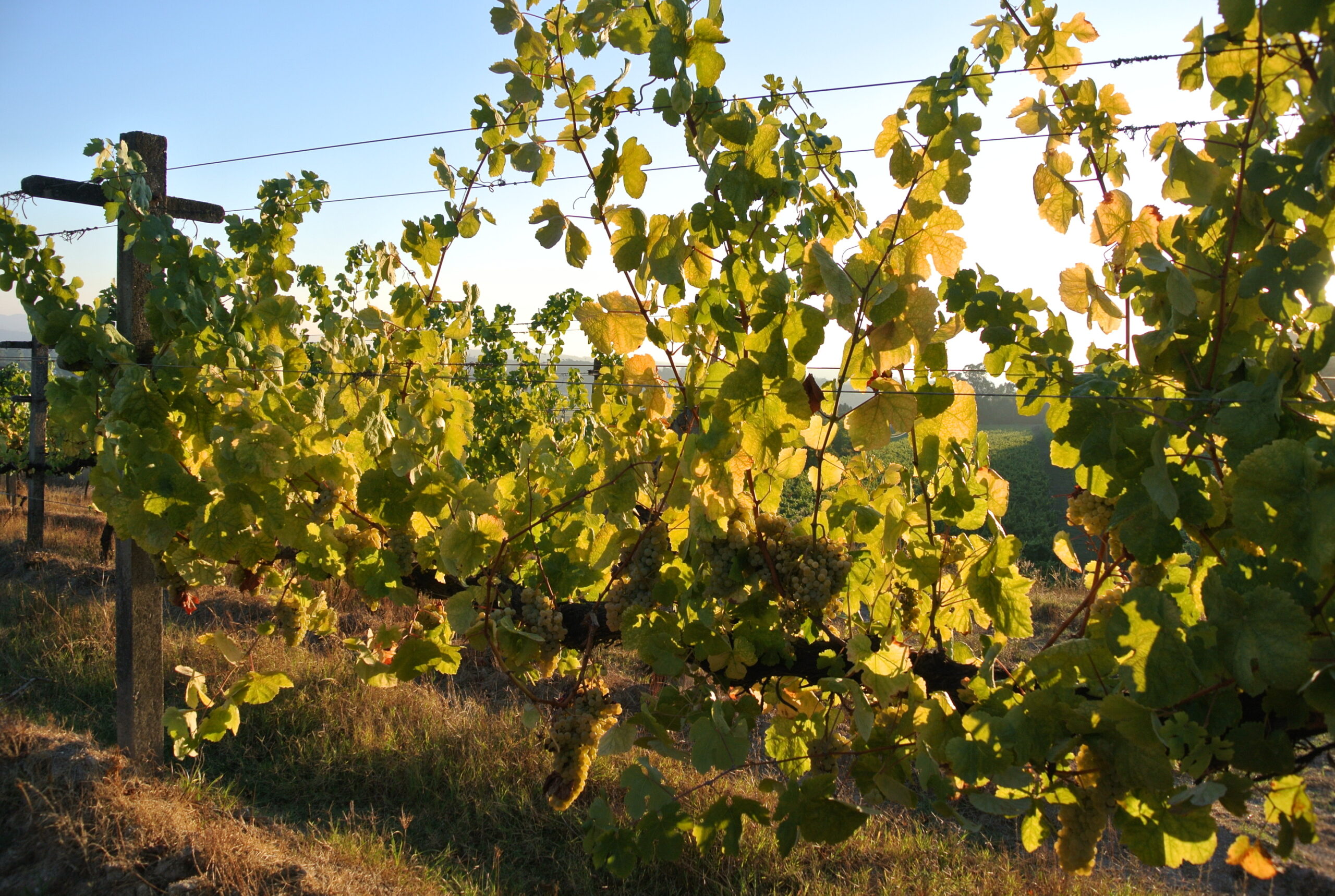 CASA AGRICOLA COMPOSTELA S.A. Sauvignon Blanc wine
