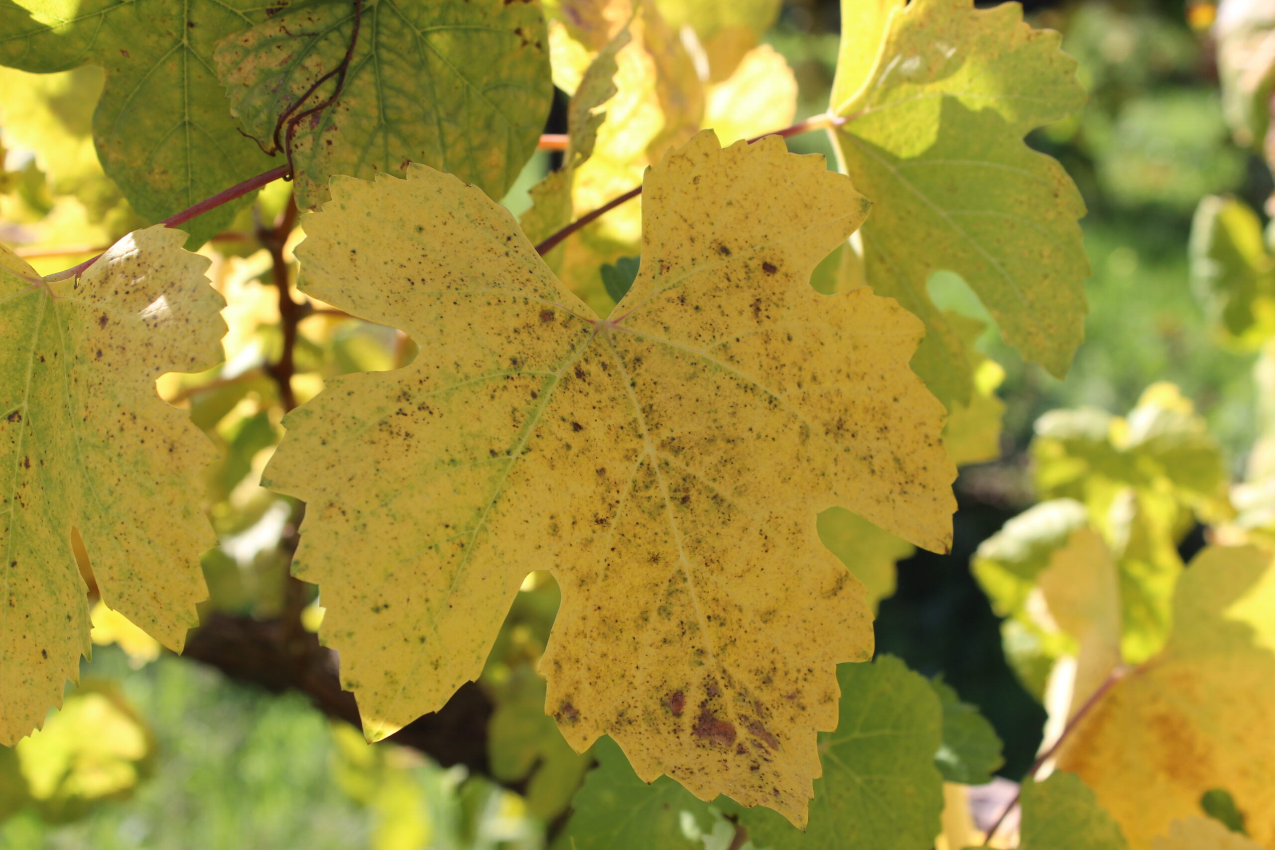 CASA AGRICOLA COMPOSTELA S.A. Loureiro wine
