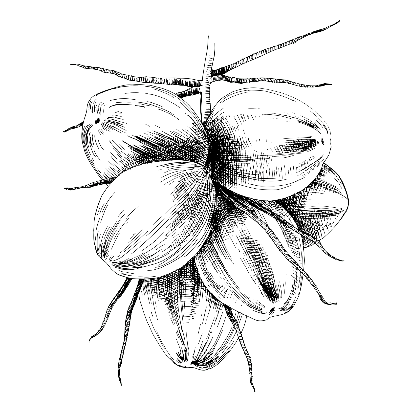 Coconut