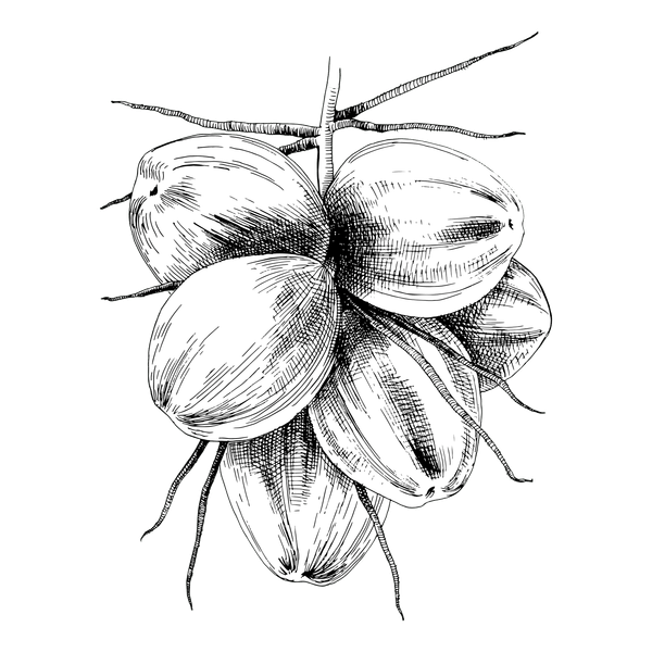 Coconut