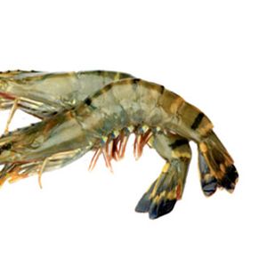 Black Tiger Prawn