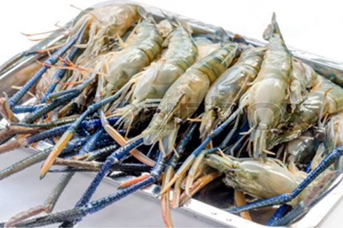 Fresh Water Scampi