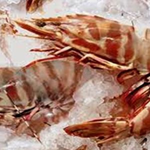 Sea Tiger Prawn