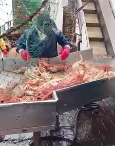 Southern Red Crab Sections