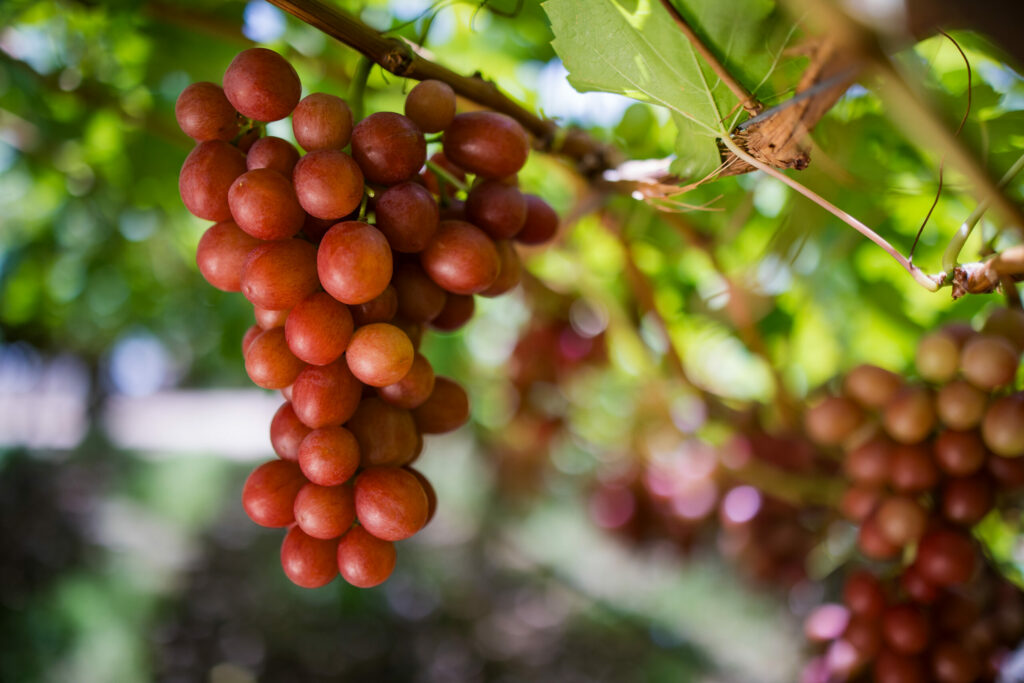 Red Seedless Grapes