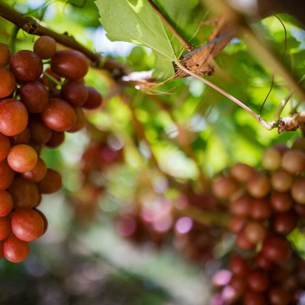 Red Seedless Grapes
