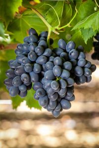 Black Seedless Grapes