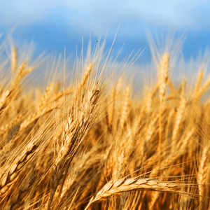 Grain