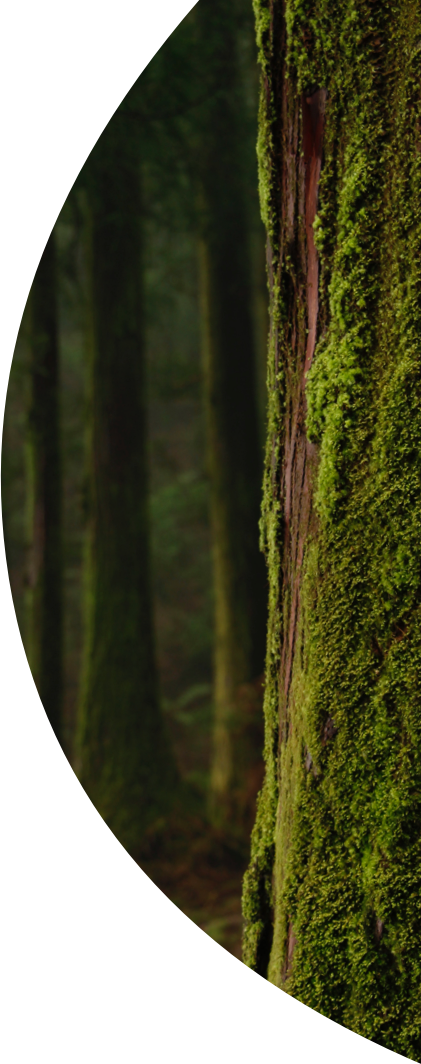 pulp, paper, and board