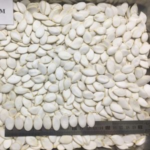 SNOW WHITE PUMPKIN SEEDS 13CM