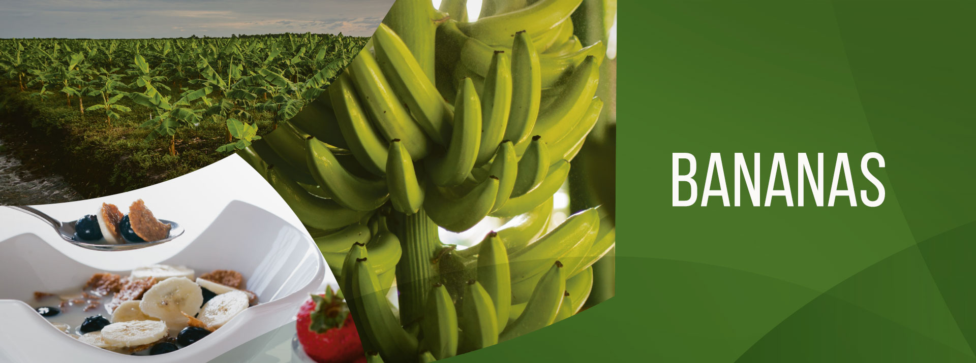 Bananas