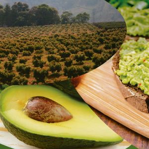Avocados