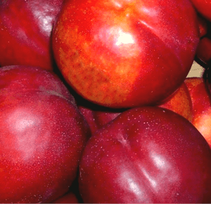 Nectarines