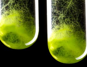 Biomaterials