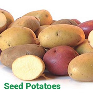 Seed Potatoes