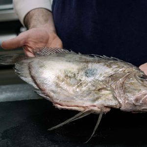 The French Fishery