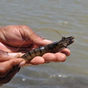 Aquaculture