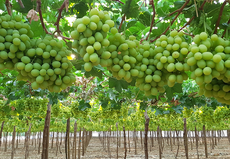 GREEN GRAPES