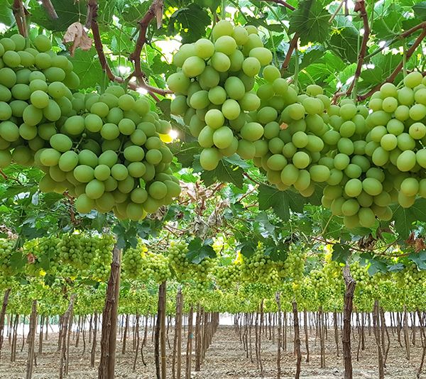 GREEN GRAPES