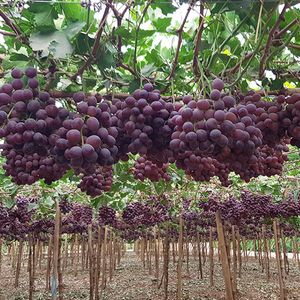 RED SEEDLESS