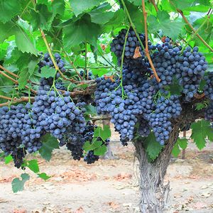 BLACK SEEDLESS